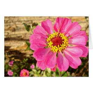 Bright Zinnia (horizontal card)