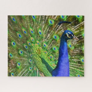 Brilliant Blue Peacock Jigsaw Puzzle