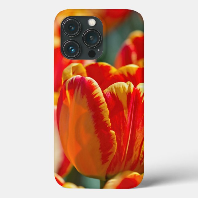 Brilliant Colour Tulips  Case-Mate iPhone Case (Back)