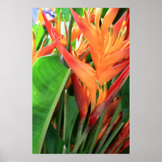 Brilliant Heliconia Poster