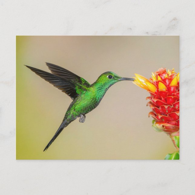 Brilliant Hummingbird Feeding from a Flower Postcard (Front)
