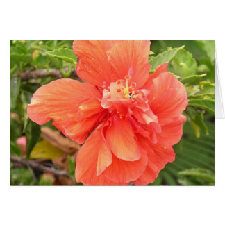 Brilliant Orange Hibiscus
