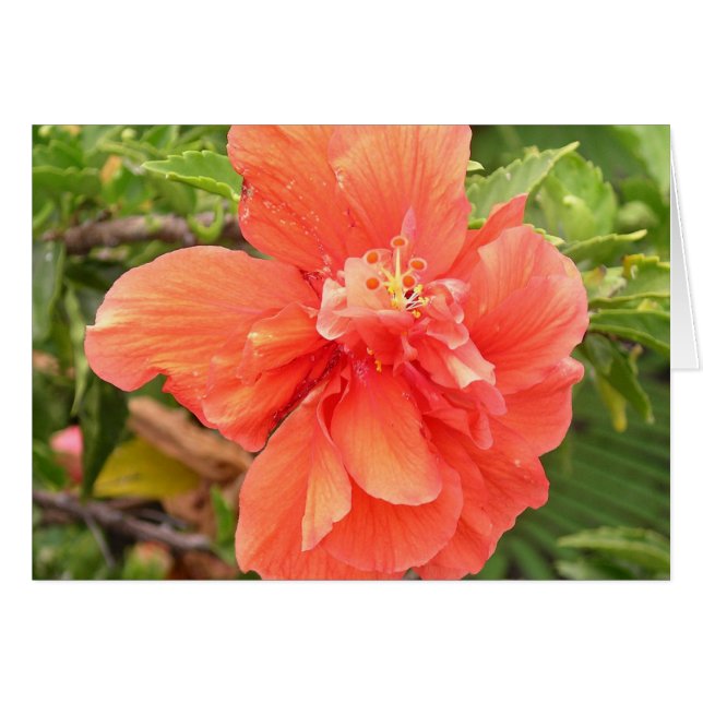 Brilliant Orange Hibiscus (Front Horizontal)