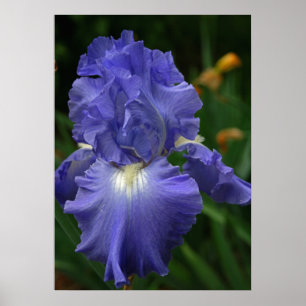 Brilliant Purple Iris Flower Poster