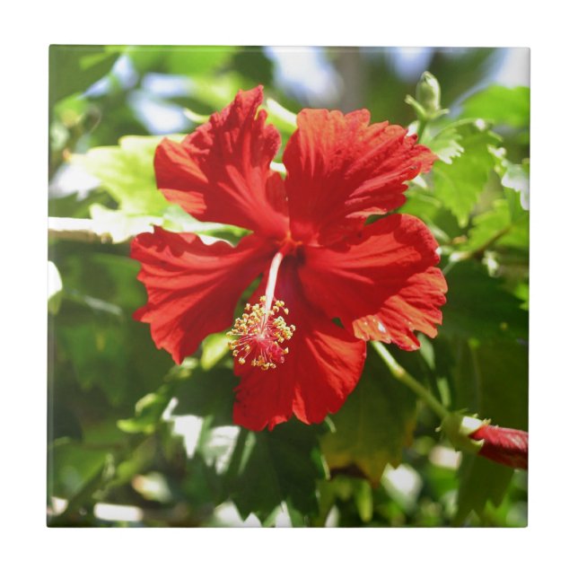Brilliant Red Hawaiian Hibiscus Flower Tile (Front)