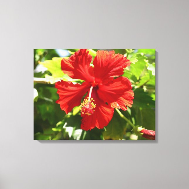 Brilliant Red Hibiscus Flower Canvas Print (Front)