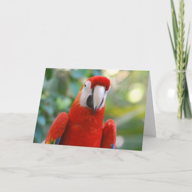 Brilliant Red Parrot Greeting Card (Front)