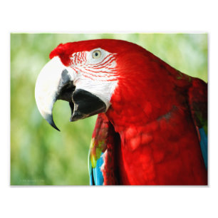 Brilliant Red Photo Print