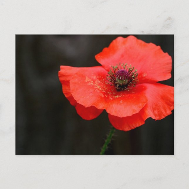 Brilliant Red Poppy Postcard (Front)