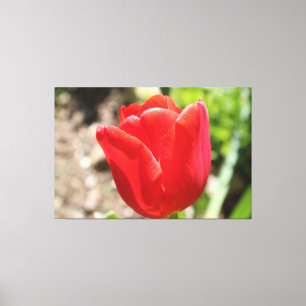 Brilliant Red Tulip Canvas Print