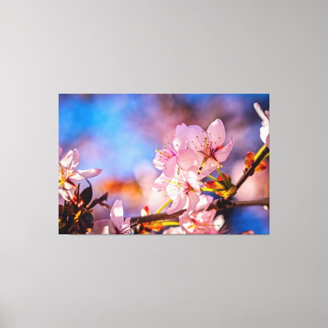 Brilliant Sakura Blossoms Canvas Print (Front)