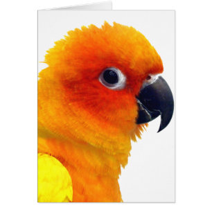 Brilliant Sun Conure