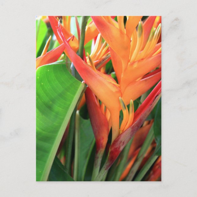 Brilliant Tropical Heliconia Florals Postcard (Front)