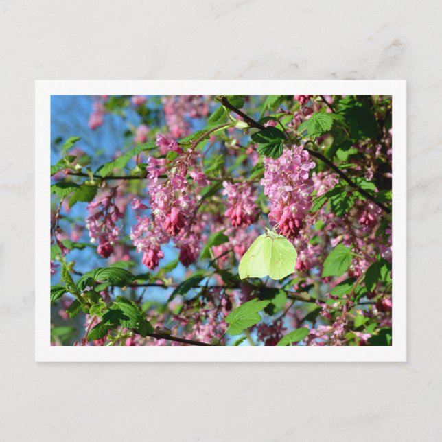 Brimstone Butterfly on a Flowering Currant Bush Postcard (Front)