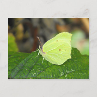 Brimstone (Gonepteryx rhamni) butterfly Postcard