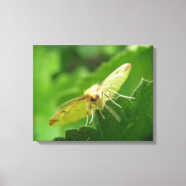Brimstone Moth Canvas Print (Front)