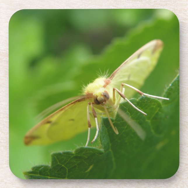 Brimstone Moth Cork Coaster (Front)