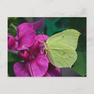 Brimstone Postcard