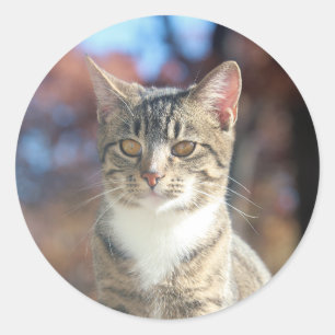 Brin Classic Round Sticker