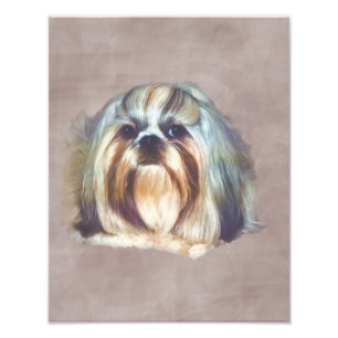 Brindle and White Shih Tzu Dog Photo Print