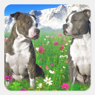 Brindle & Blue Staffordshire & Pit Bull Dogs Square Sticker