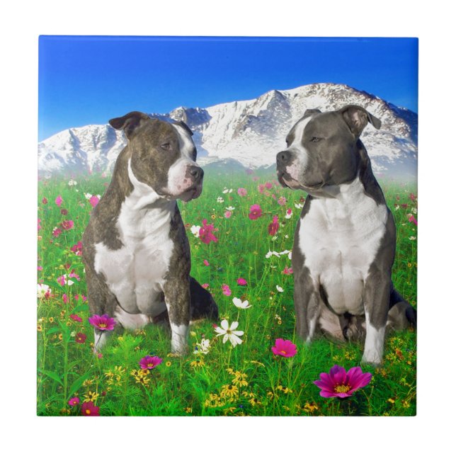 Brindle & Blue Staffordshire & Pit Bull Dogs Tile (Front)