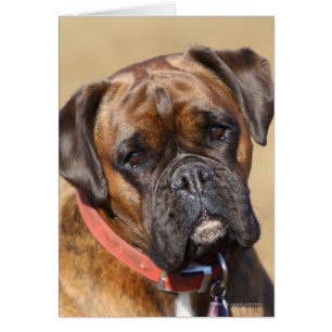 Brindle Boxer Dog