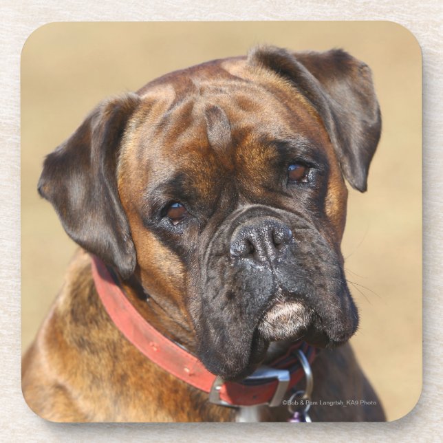 Brindle Boxer Dog Coaster (Front)