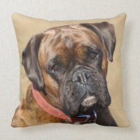 Brindle Boxer Dog