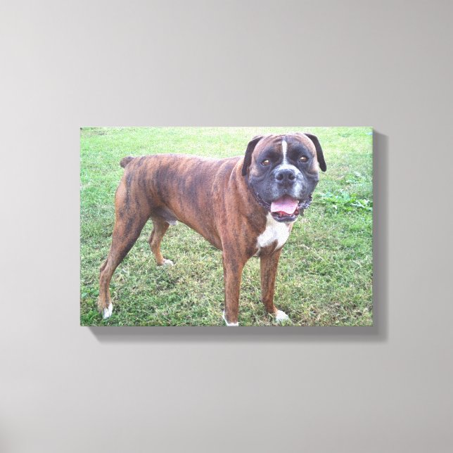 Brindle Boxer Dog Photo Wall Canvas Print (Front)