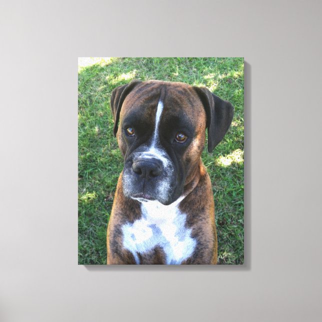 Brindle Boxer Dog Photo Wall Canvas Print (Front)