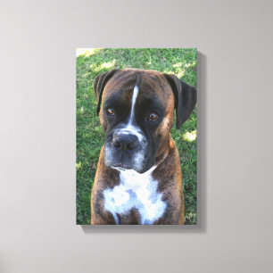 Brindle Boxer Dog Photo Wall Canvas Print