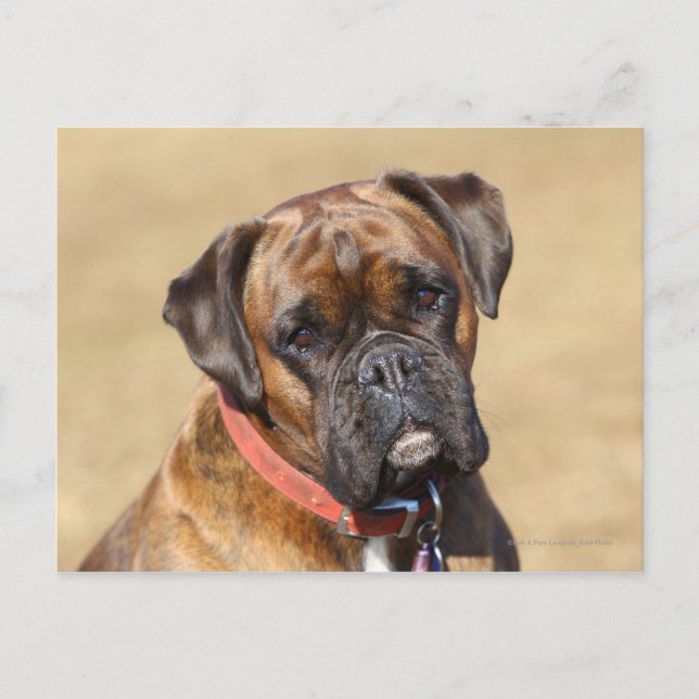 Brindle Boxer Dog Postcard (Front)