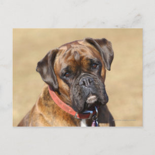 Brindle Boxer Dog Postcard