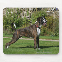 Brindle Boxer Dog Show Stance