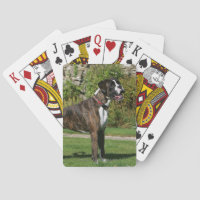 Brindle Boxer Dog Show Stance