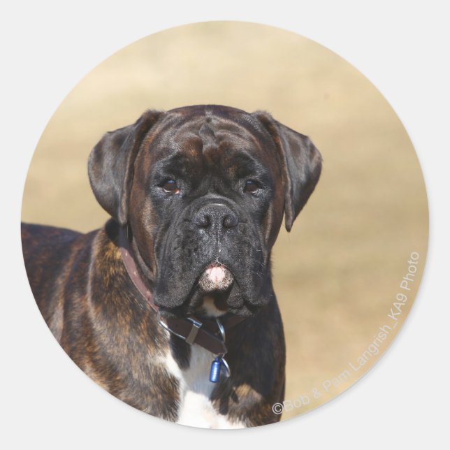 Brindle Boxer Dog Standing Classic Round Sticker (Front)