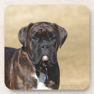 Brindle Boxer Dog Standing Coaster