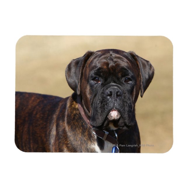 Brindle Boxer Dog Standing Magnet (Horizontal)