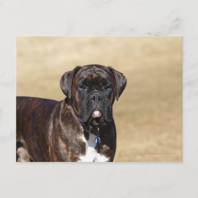 Brindle Boxer Dog Standing Postcard (Front)