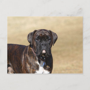 Brindle Boxer Dog Standing Postcard