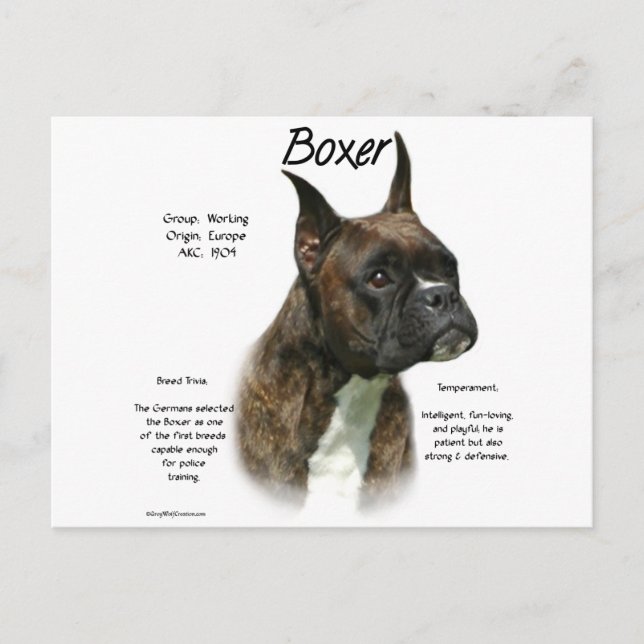 Brindle Boxer History  Postcard (Front)