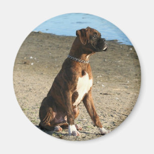 Brindle Boxer Puppy magnet