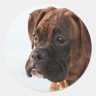 Brindle boxer puppy stickers