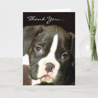 Brindle boxer puppy