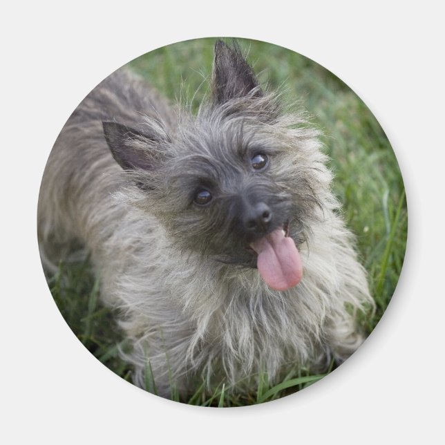 Brindle Cairn Terrier Magnet (Front)