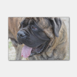 Brindle Mastiff Post-it Notes