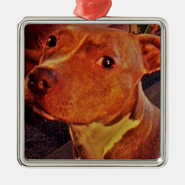 BRINDLE PIT BULL ornament (Front)