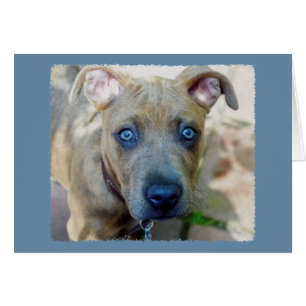 Brindle Pit Bull Puppy by Shirley Taylor