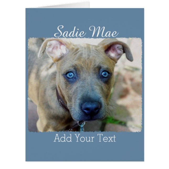 Brindle Pit Bull Puppy by Shirley Taylor (Front)